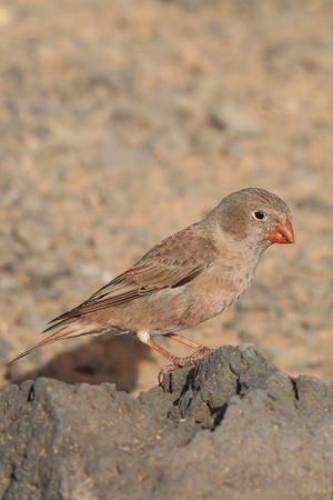 Trumpeter Finch (Budanetes githagineus amantum) from Fuerteventuraの写真素材