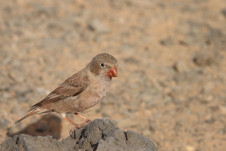 Trumpeter Finch (Budanetes githagineus amantum) from Fuerteventuraの写真素材