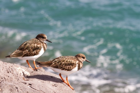 Turnstone (Arenaria interpres) standing on rocks closeupの写真素材