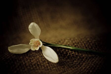 Snowdrop Low keyの写真素材
