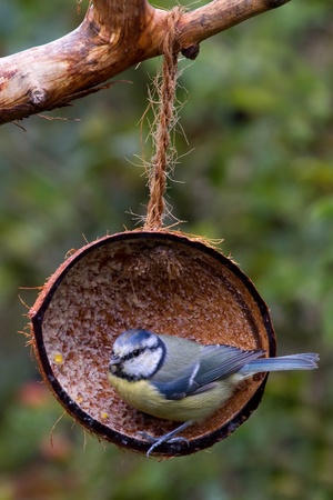 Blue Tit (Parus caeruleus) perched in a coconut shellの写真素材