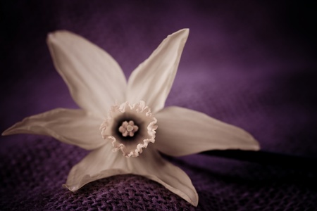 Daffodilの写真素材