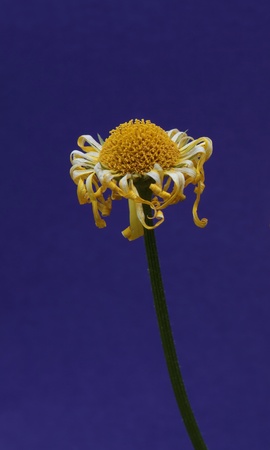 Yellow Flowersの写真素材