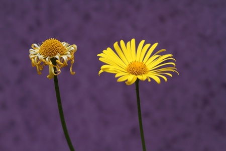 Yellow Flowers