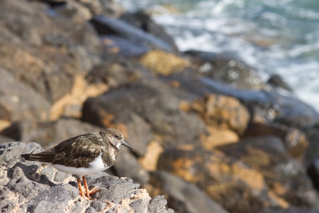 Turnstone (Arenaria interpres) standing on rocks closeupの写真素材