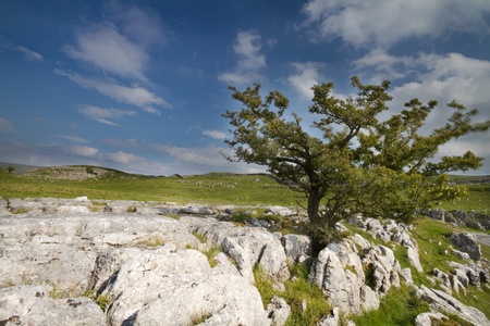 Ingleborough Yorkshire Dales tree with Limestone pavementの写真素材