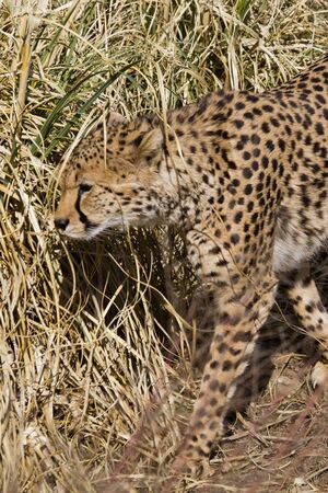 Cheetah Big cat from Africa resting in the sun