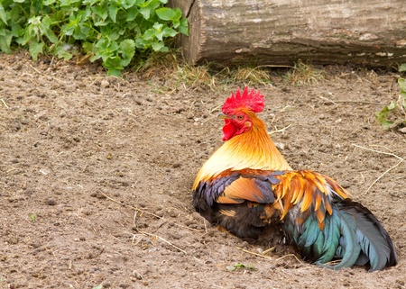 Cockerel rooster beautiful farm animal closeupの写真素材