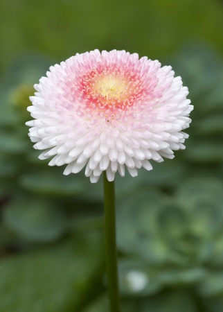 A Beautiful Pink Flower close up macroの写真素材