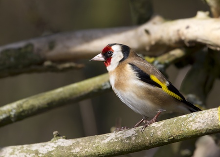 Goldfinch perched on a branch in the wildの写真素材