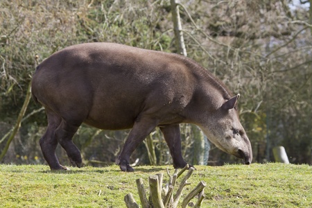 Tapir from south Africa found in Brazilの写真素材