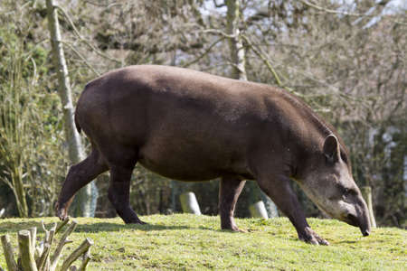 Tapir from south Africa found in Brazilの写真素材