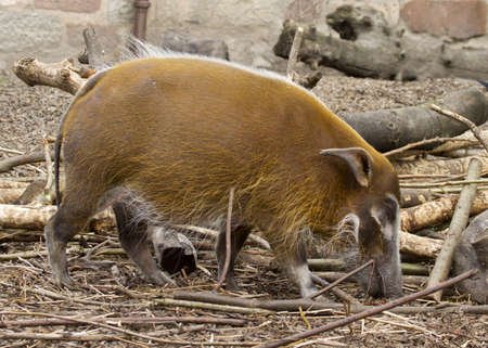 Red River Hog from Africa closeup macroの写真素材