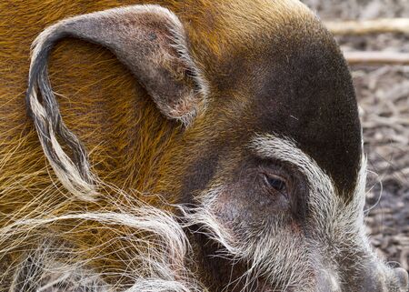 Red River Hog from Africa closeup macroの写真素材