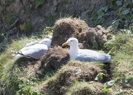 Herring Gulls nesting on a cliff faceの写真素材
