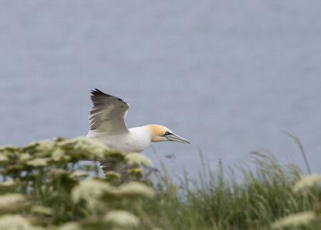 Gannet A Beautiful sea bird in flight