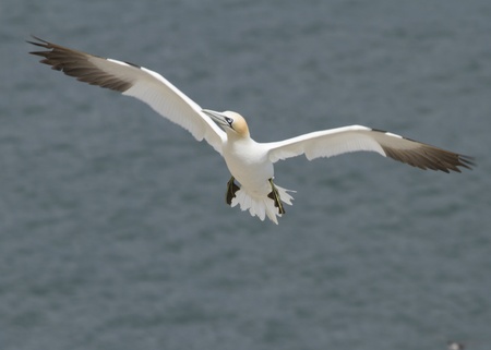 Gannet A Beautiful sea bird in flightの写真素材