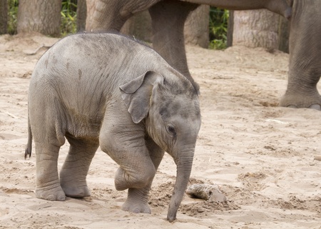 Elephant Baby walking near its mother closeupの写真素材