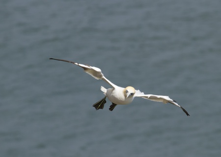 Gannet A Beautiful sea bird in flightの写真素材