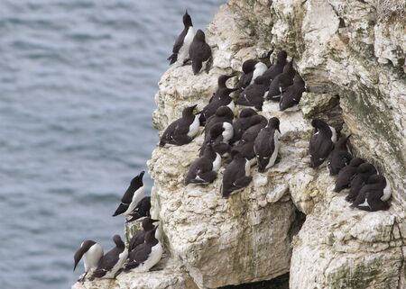 Guillemot (Alca aalge ) colony nesting on a cliff edgeの写真素材