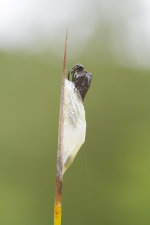 5-spot Burnet  pupa on a grass stemの写真素材