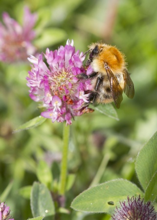 Bee on a purple clover flower closeupの写真素材