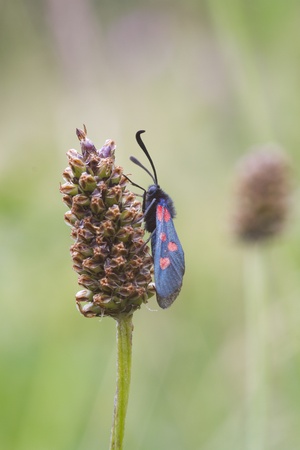 Five Spot Burnet A Day Flying Mothの写真素材