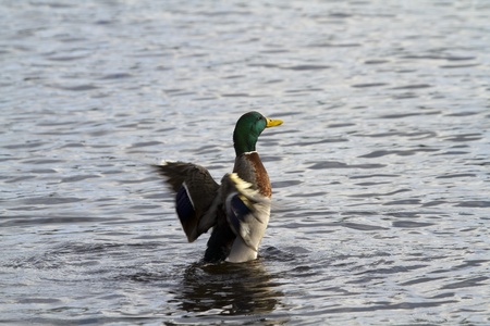 Mallard Duck flapping its wings in the water