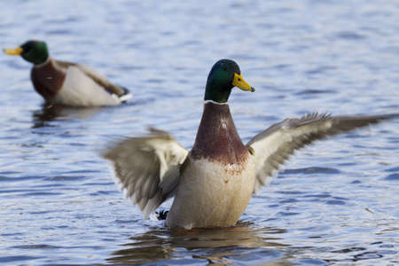 Mallard Duck flapping its wings in the waterの写真素材