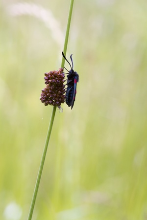 Narrow Bordered Five Spot Burnet  (Zygaena lonicerae)の写真素材