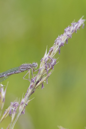 Damselfly resting on a grass stem closeup