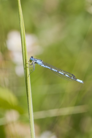Blue Damselfly resting on a grass stem closeupの写真素材