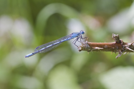 Blue Damselfly resting on a branch closeupの写真素材