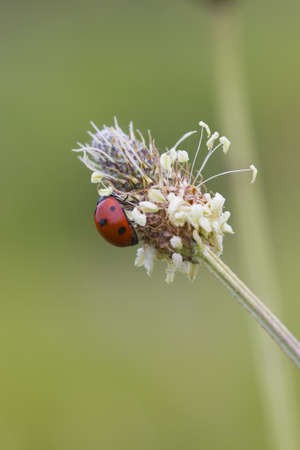 Ladybird Looking for food on a flower