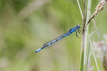 Blue Damselfly resting on a branch closeup