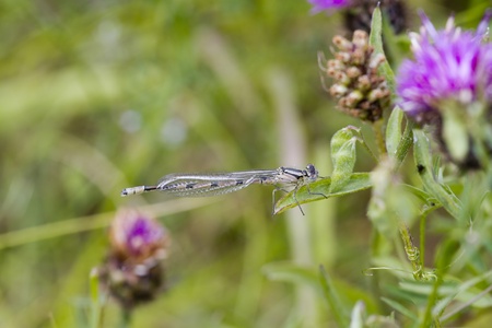 Damselfly resting on a large leaf closeup