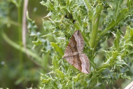 shaded broad-bar ( Scotopteryx chenopodiata ) is a moth of the family Geometridae. の写真素材