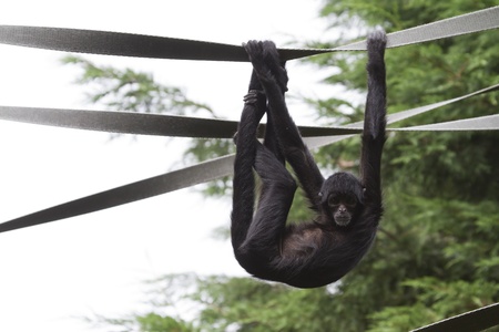 Black Spider Monkey ( Ateles paniscus)  playing on ropeの写真素材