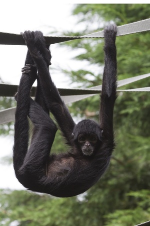 Black Spider Monkey ( Ateles paniscus)  playing on ropeの写真素材