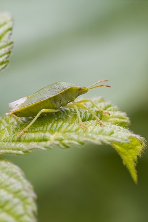 Green Shield bug  (Palomena prasina) perched on a leaf