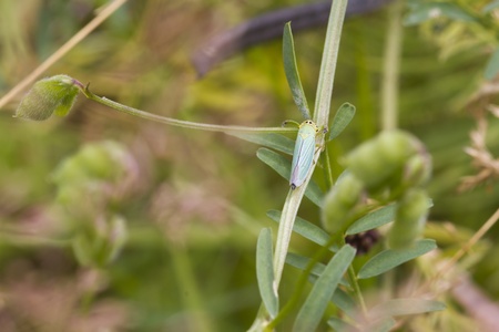 Leafhopper ( Cicadella viridis )  perched on a plant leaf closeupの写真素材