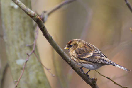 Redpoll (Carduelis flammea) perched on a branch
