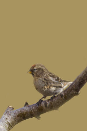 Redpoll (Carduelis flammea) Perched on  a tree branchの写真素材