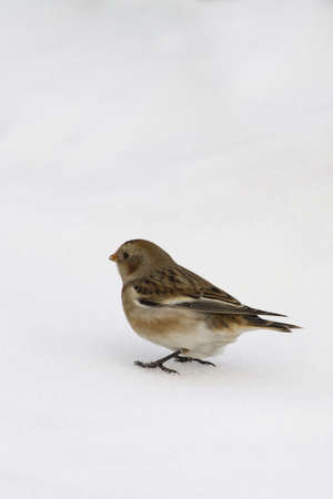 Snow Bunting  (Plectrophenax nivalis) on the ground in the snowの写真素材
