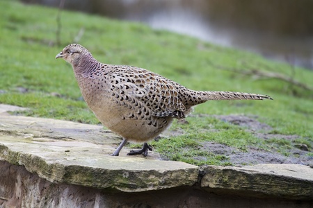 Female Pheasant (Phasianus colchicus) looking for foodの写真素材