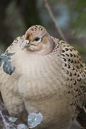 Female Pheasant (Phasianus colchicus) keeping warm closeupの写真素材