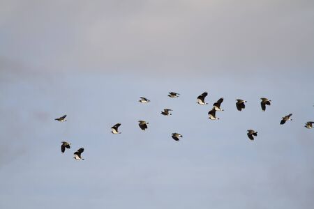 Lapwing (Vanellus vanellus) in flight blue skyの写真素材