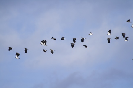 Lapwing (Vanellus vanellus) in flight blue skyの写真素材