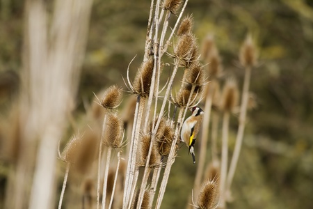 Goldfinch (Carduelis-carduelis) feeding on thistle seedの写真素材