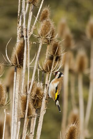 Goldfinch (Carduelis-carduelis) feeding on thistle seedの写真素材